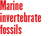 Marine invertebrate fossils