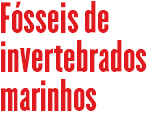 Fósseis de invertebrados marinhos